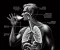 article image for  تنظيم عملية التنفس   Regulation of Breathing