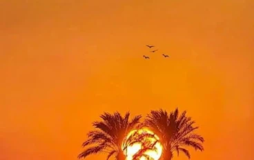 النجاح مش حظ