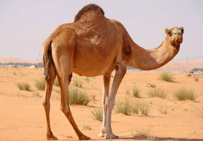 أسرار الجمل: الحيوان الصحراوي الملك