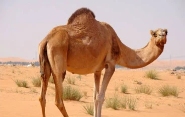 أسرار الجمل: الحيوان الصحراوي الملك