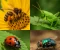 صورة مقال 🐞 الحشرات النافعة: أبطال الطبيعة المنسيّون الذين يخدمون البشرية في صمت