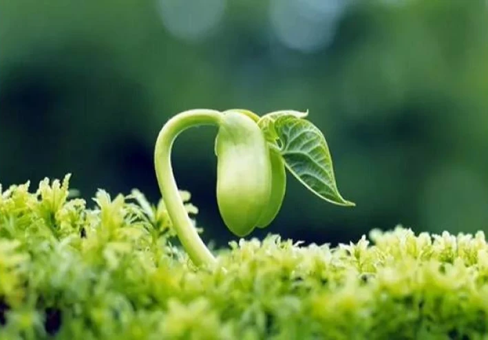 الإعجاز العلمى فى القرآن الكريم فى (النبات)