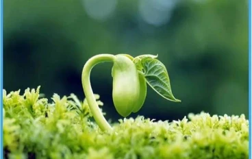 الإعجاز العلمى فى القرآن الكريم فى (النبات)