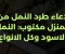 صورة مقال دعاء طرد النمل من المنزل مكتوب: النمل الاسود وكل الانواع