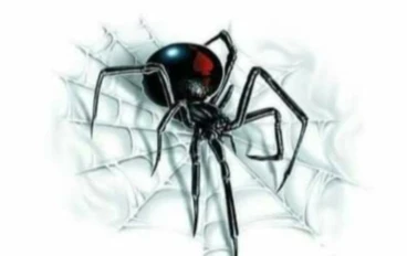 أوهن البيوت... الإعجاز المذهل في ذكر العنكبوت بالقرآن