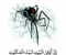 article image for أوهن البيوت... الإعجاز المذهل في ذكر العنكبوت بالقرآن