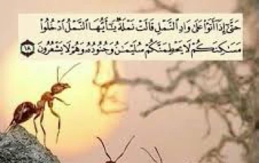 قصة النمل مع سيدنا سليمان