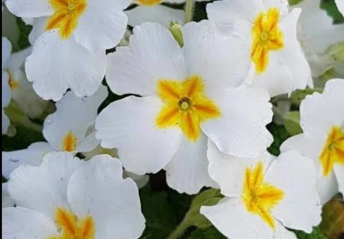 زيت زهرة الربيع evening primrose