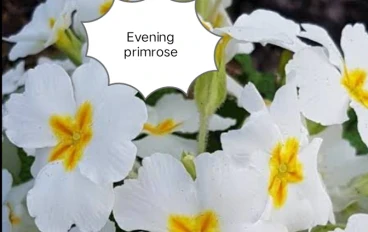 زيت زهرة الربيع evening primrose 