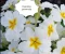 صورة مقال زيت زهرة الربيع evening primrose 