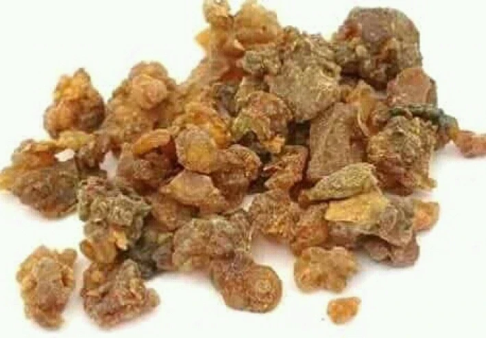 عشبه مر البطارخ