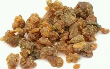 عشبه مر البطارخ