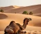 article image for دعوة الحق والعناد نبي الله صالح 