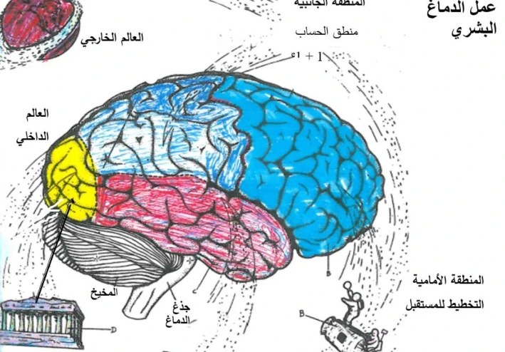 كيف يعمل الدماغ البشري؟
