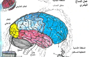 كيف يعمل الدماغ البشري؟