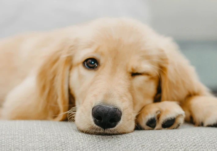 Golden Retriever Training Guide: From Basics to Advanced Obedience