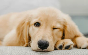 Golden Retriever Training Guide: From Basics to Advanced Obedience