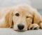 صورة مقال Golden Retriever Training Guide: From Basics to Advanced Obedience