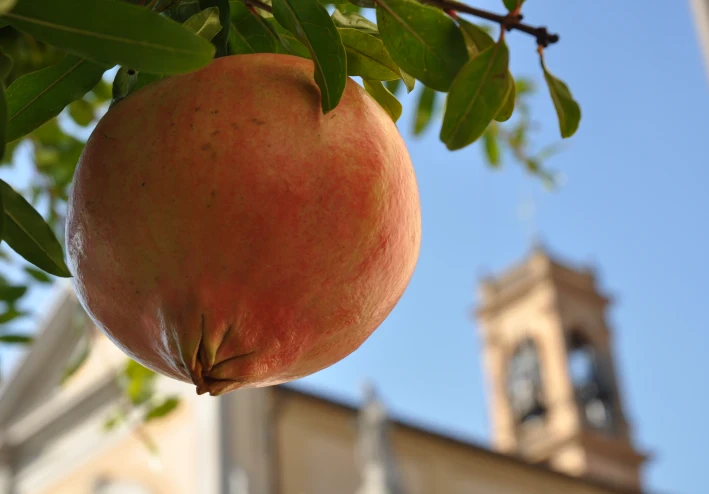 ماذا تعرف عن فاكهة الرمان؟ What do you know about pomegranate fruit?