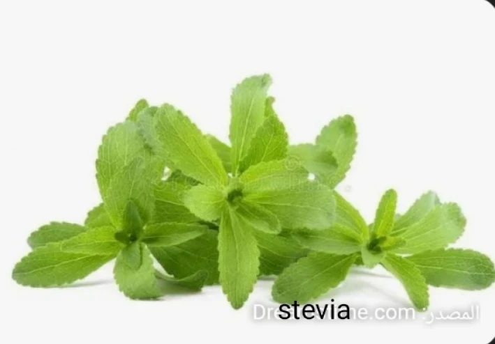 كل ما يمكن معرفته عن نبات الاستيفيا