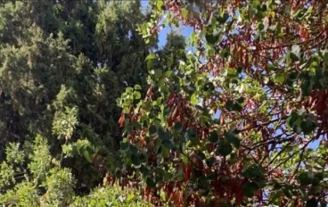 سر جمال الفتاة المسلمة في سترها ❤