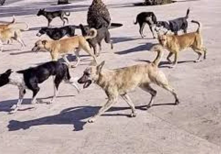 دار الإفتاء المصرية توضح حكم قتل القطط والكلاب الضالة