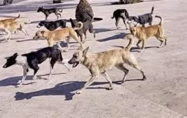 دار الإفتاء المصرية توضح حكم قتل القطط والكلاب الضالة