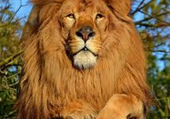 الاسد الافريقي / ملك السافانا الاعظم