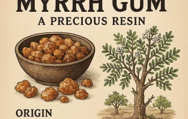صمغ المر (Myrrh): الراتنج الثمين... استكشاف مصدره وأهميته التاريخية والطبية