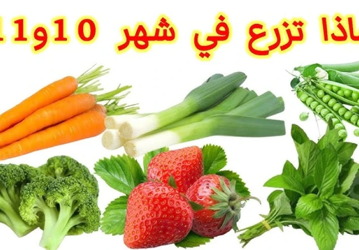 زراعة الخضروات في فصل الخريف  Planting vegetables in the fall