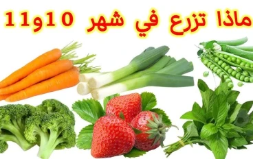 زراعة الخضروات في فصل الخريف  Planting vegetables in the fall