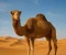 صورة مقال البعير: سفينة الصحراء وقاهر الظروف.. تشريح لقوة التحمل والتكيف البيولوجي.