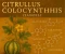 صورة مقال Citrullus colocynthis (الحنظل): استكشاف للمركبات الكيميائية الحيوية ودوره في علاج الأمراض الأيضية