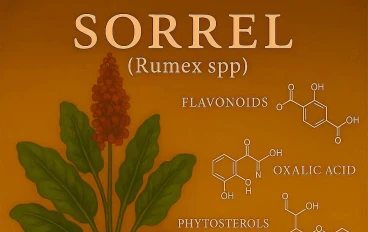 الحميض (Rumex spp): المذاق الحامض والكنوز الخفية؛ القيمة الغذائية والمركبات الفعالة في نبات الفصيلة البطباطية
