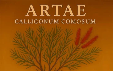 الأرطى (Calligonum comosum): صانع الحياة في الكثبان الرملية... دوره في تثبيت التربة وكنوز الطب الشعبي