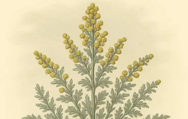 الشيح (Artemisia): استكشاف نبات زهري رئيسي ضمن عائلة الأقحوانيات (Asteraceae)