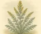 صورة مقال الشيح (Artemisia): استكشاف نبات زهري رئيسي ضمن عائلة الأقحوانيات (Asteraceae)