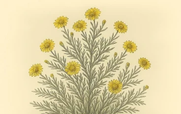 العرفج (Rhanterium epapposum): شجيرة صحراوية أيقونية من الفصيلة النجمية (Asteraceae)