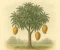 صورة مقال شجرة المانجو (Mangifera indica): دراسة لأهم الأشجار المثمرة في الفصيلة القرمزية (Anacardiaceae)