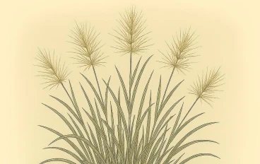 السبط (Stipagrostis): استكشاف نبات عشبي مزهر من عائلة البوصيرية (Poaceae)