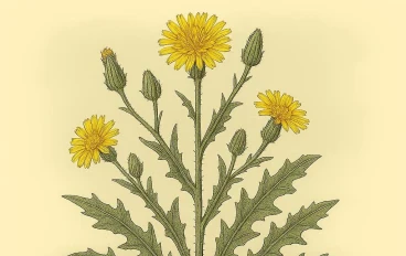 الحنوة (Picris): استكشاف جنس نباتي رئيسي من الفصيلة الأستراسية (Asteraceae)