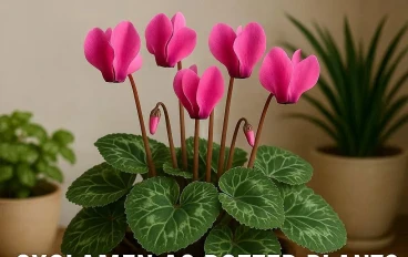 الكزليزم كنباتات بوعاء: تقنيات احترافية لزراعة ورعاية "Cyclamen" داخل المنزل.