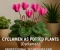 صورة مقال الكزليزم كنباتات بوعاء: تقنيات احترافية لزراعة ورعاية "Cyclamen" داخل المنزل.