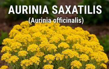 الـ (Aurinia saxatilis): من البذور إلى شلال الزهور الصفراء.. متطلبات الزراعة والعناية.