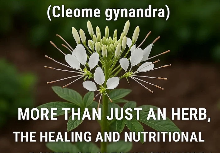 العيفقان: أكثر من مجرد عشبة؛ القوة العلاجية والغذائية لـ (Cleome gynandra)