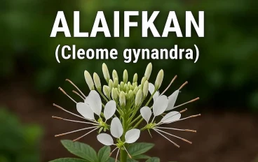 العيفقان: أكثر من مجرد عشبة؛ القوة العلاجية والغذائية لـ (Cleome gynandra)