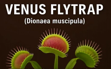 نبات الذُّبَاح (Venus flytrap): تشريح آليات الافتراس المدهشة لملك النباتات آكلة اللحوم