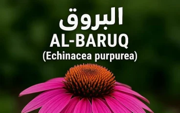 البروق: الأهمية الرعوية والطبية للنباتات المعمرة ضمن الفصيلة الزهرية.