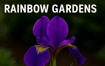 قوس قزح الحدائق: رحلة في عالم السوسن (Iris) وتاريخها الثقافي وأصنافها المتعددة.