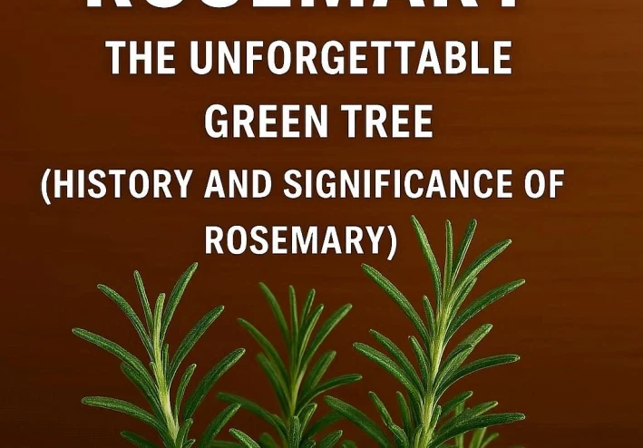 إكليل الجبل: الشجرة الخضراء التي لا تعرف النسيان (تاريخ وأهمية الروزماري).